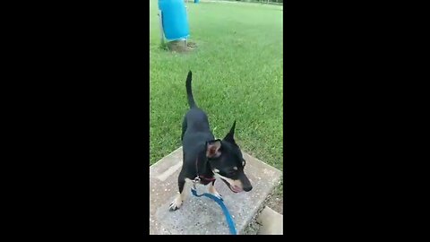 Max the Chihuahua vs Squirrel