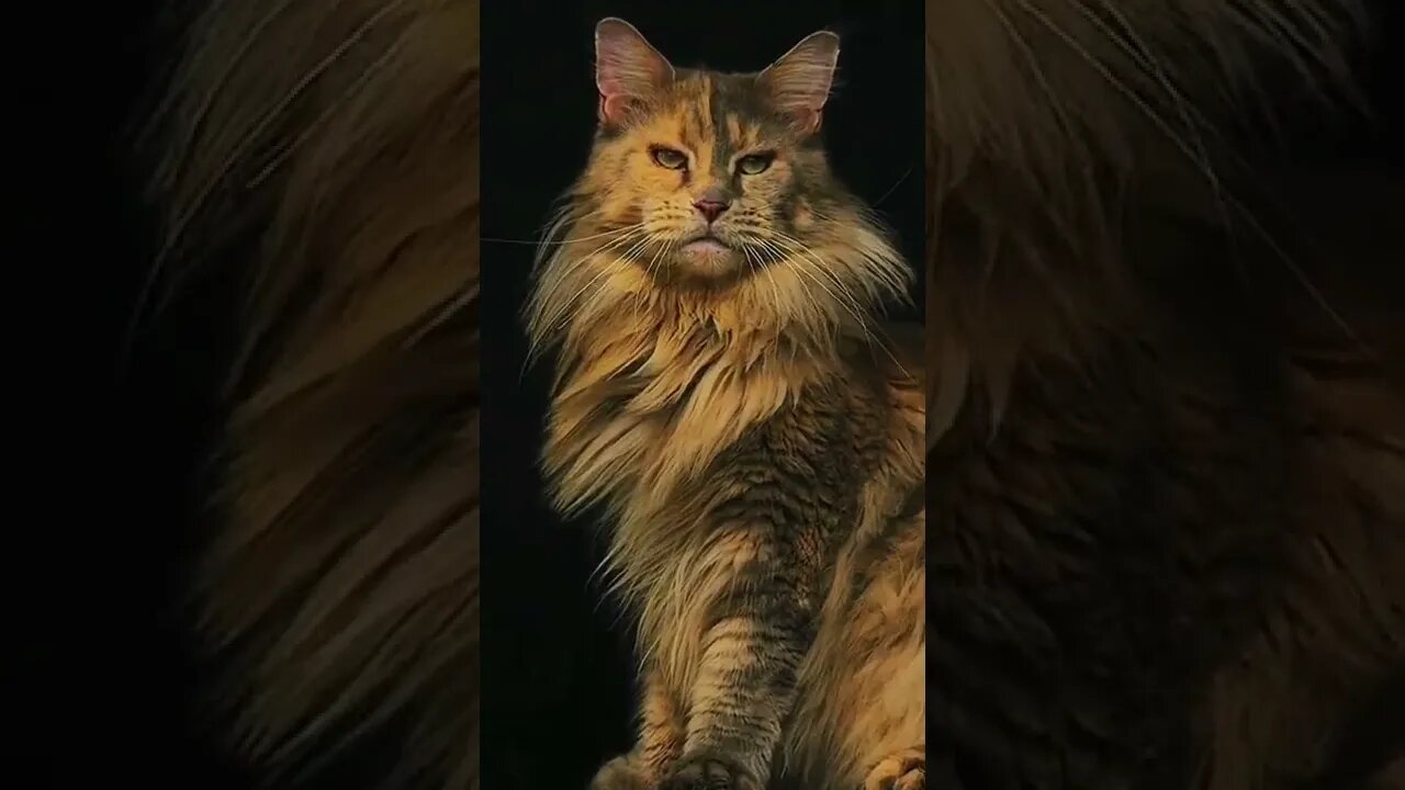 Big cats