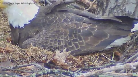 Hays Eagles Dad roll Eggs egg tooth, and shell flap moving 3.20.22 13:31