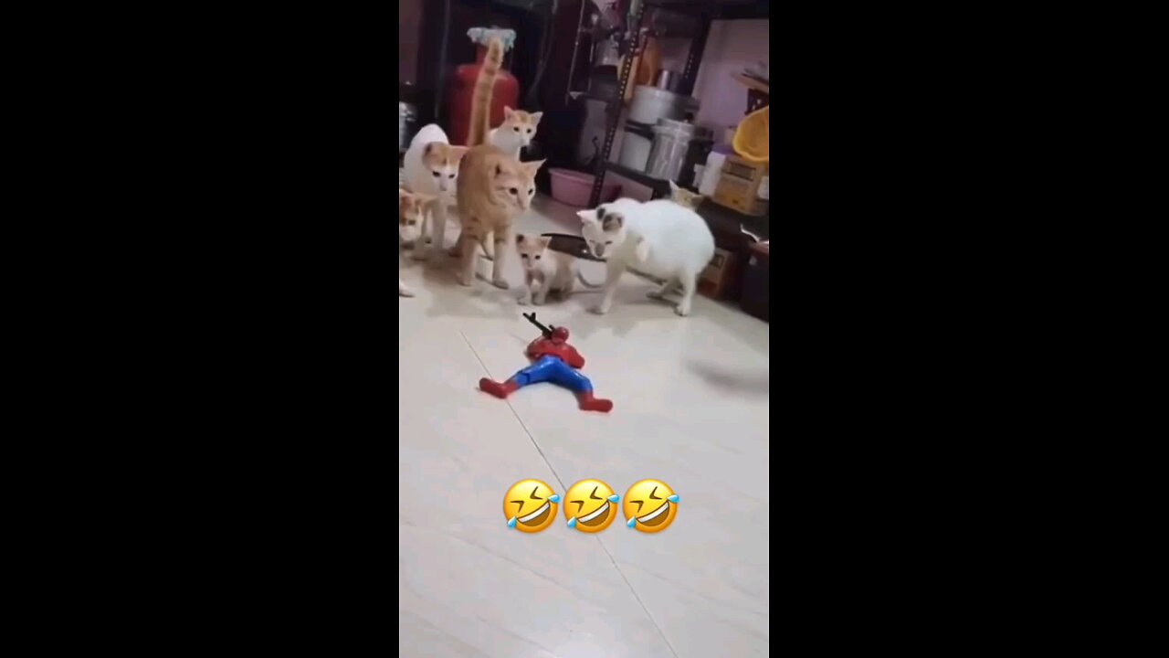 Spider man with Cats 😹 Funny videos must watch 😅😅😅😅