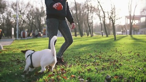 Young woman playing with cute jack russel terrier in park with ball, super slow motion (3)