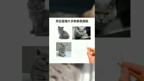 为什么很多人喜欢养蓝猫？#家有萌宠#猫#猫咪#宠物知识#蓝猫