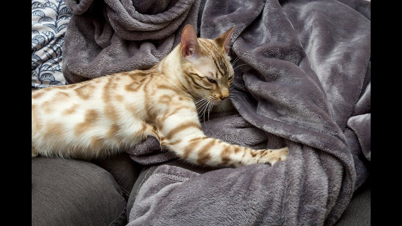 A Person Massaging the Paws of a Kitten