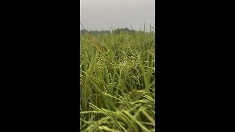 Rice Field in village