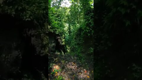 forest#nature#forestsounds#shorts