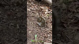 Little squirrel looking at me