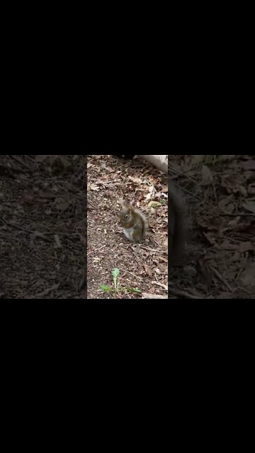 Little squirrel looking at me