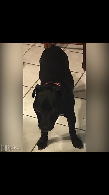 Bell an Baker. Friends protectors and anti communist Pups