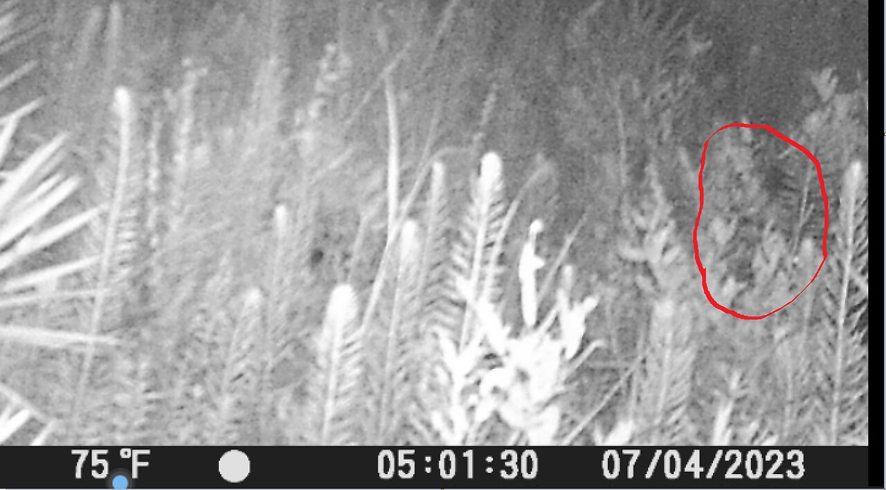 The Juvenile On Game Camera In Green Swamp