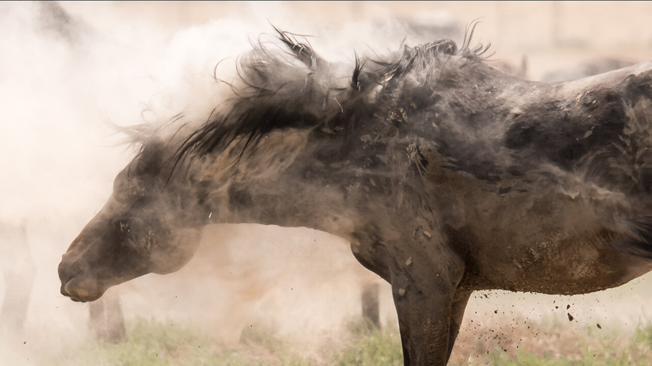 Onaqui Wild Horses in Dust 2022 by Karen King