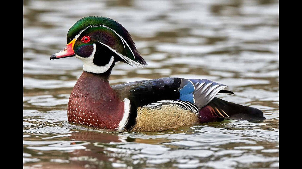 DUCK'IN REALITY