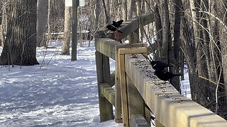 Red-tipped Black Birds show of force