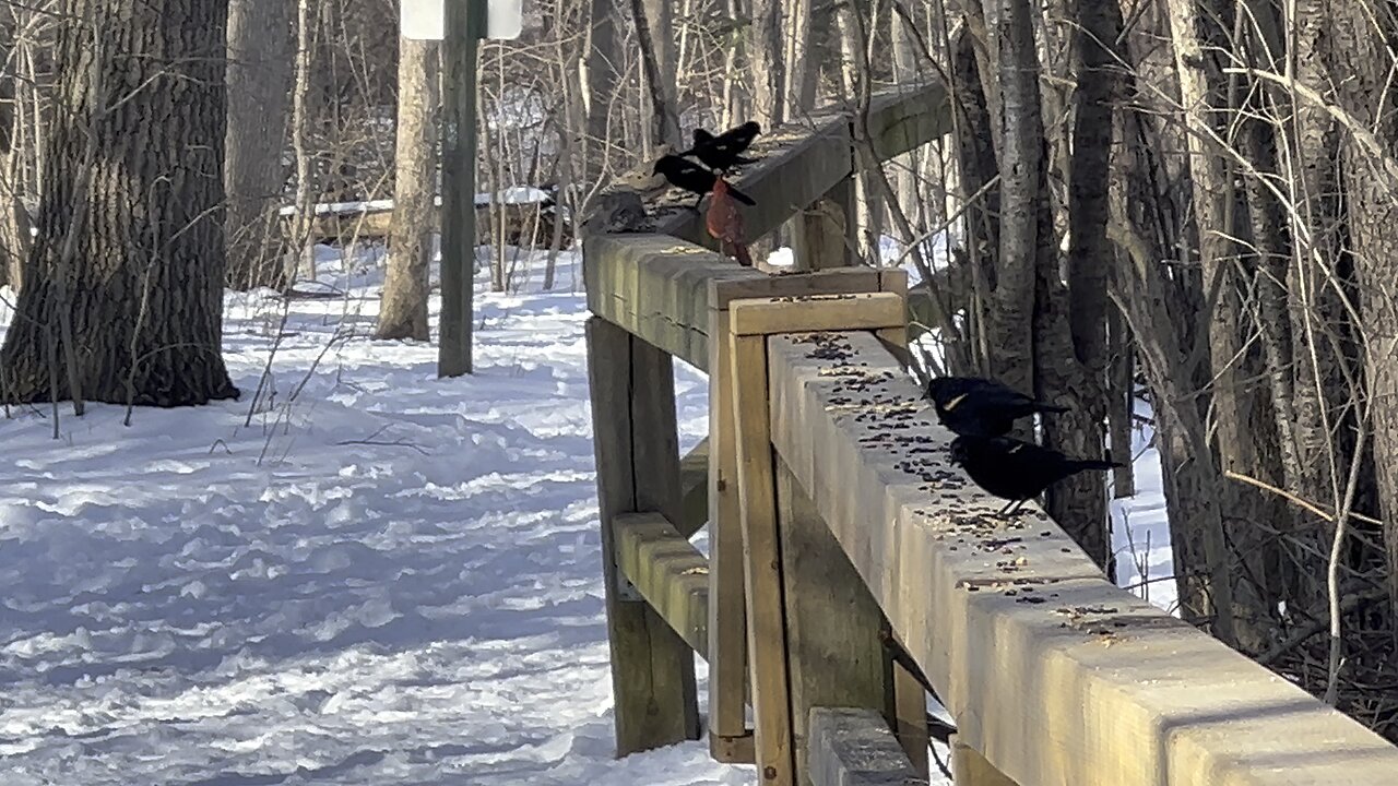 Red-tipped Black Birds show of force