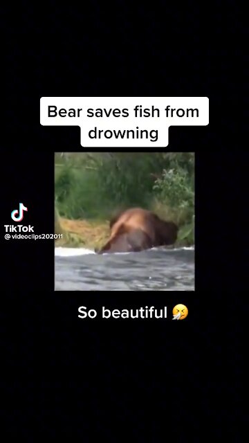 Bear saves fish from drowning