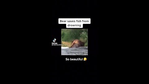 Bear saves fish from drowning