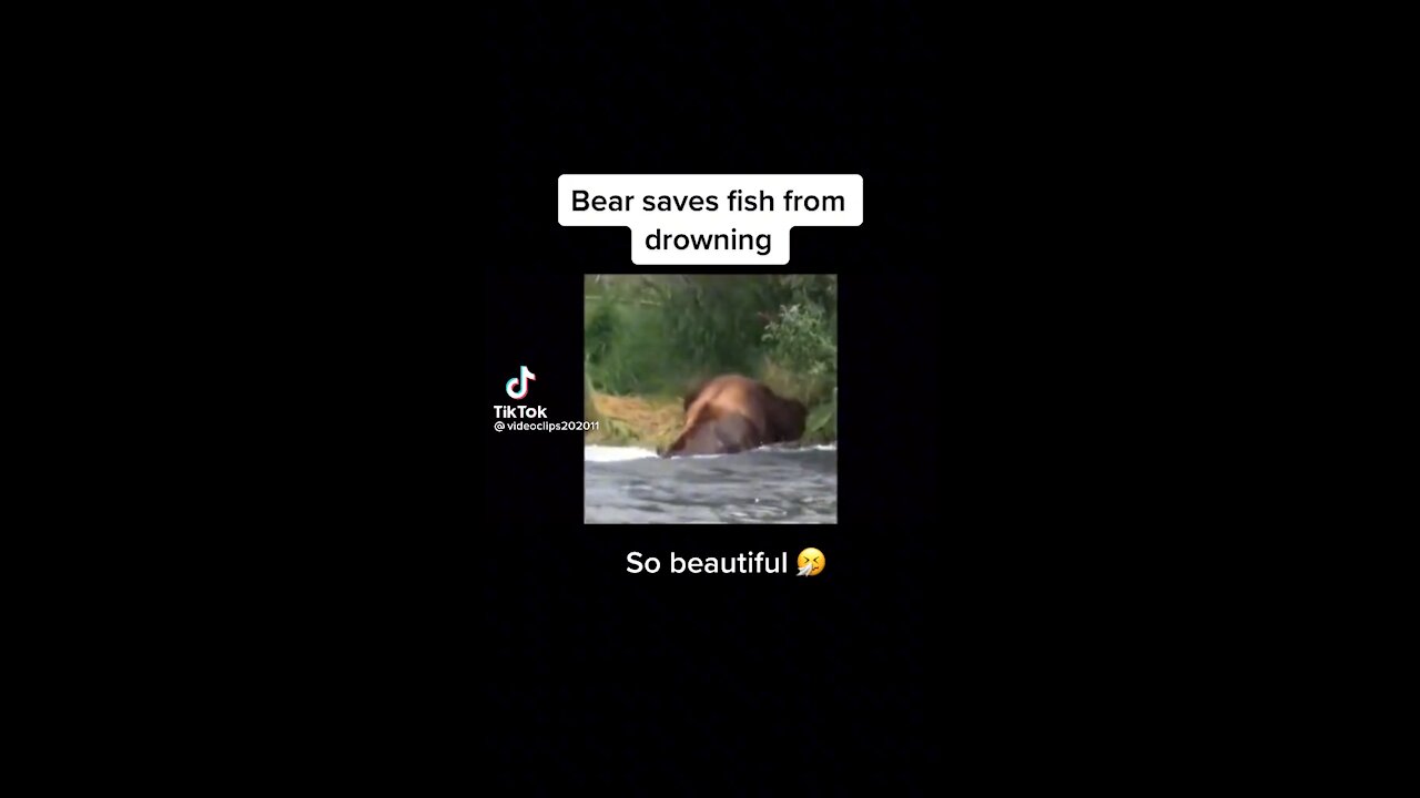 Bear saves fish from drowning