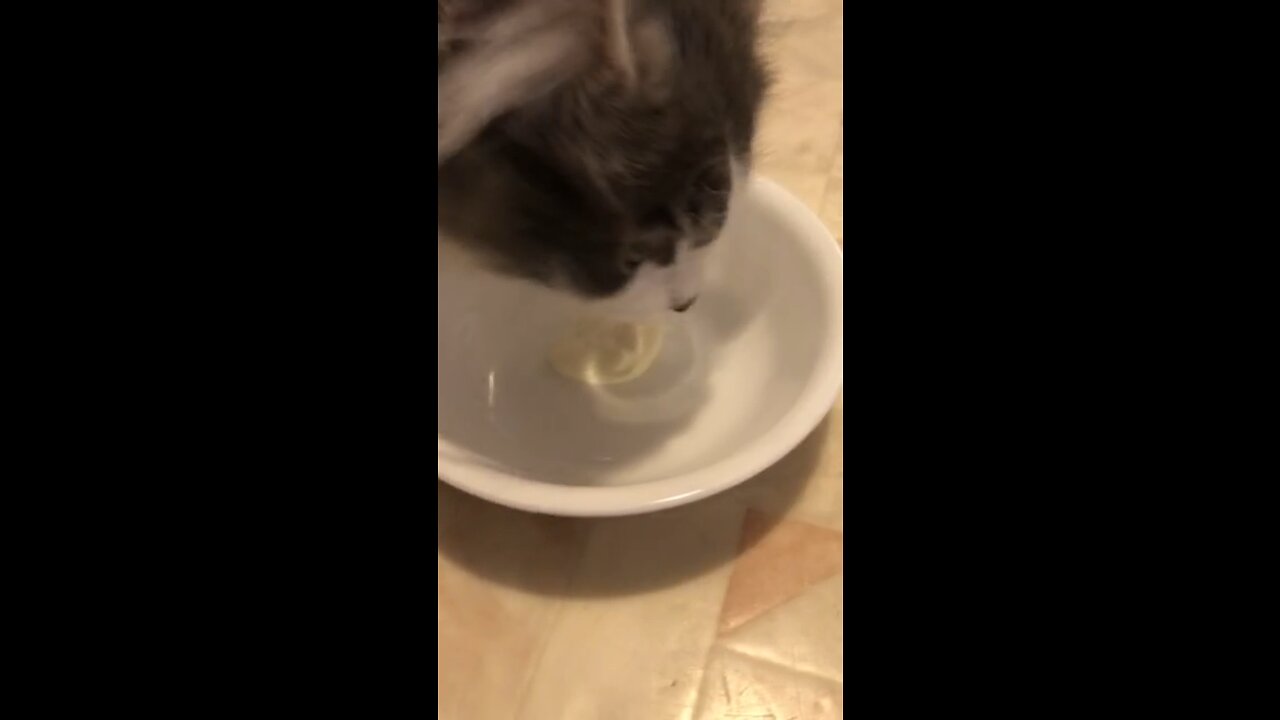 Donny Kitty Gets Yogurt