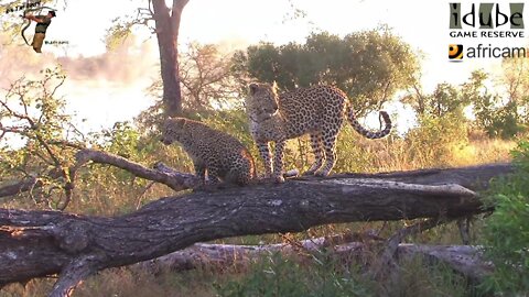 Leopard And Cub - Life Outside The Bushcamp - 26: Posing Around Scotia Dam