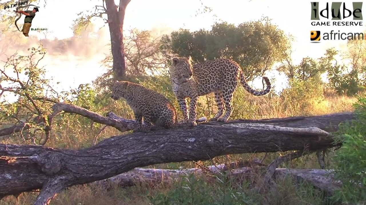 Leopard And Cub - Life Outside The Bushcamp - 26: Posing Around Scotia Dam