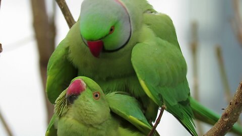 Parrots making love in Kefar-Sava Mars