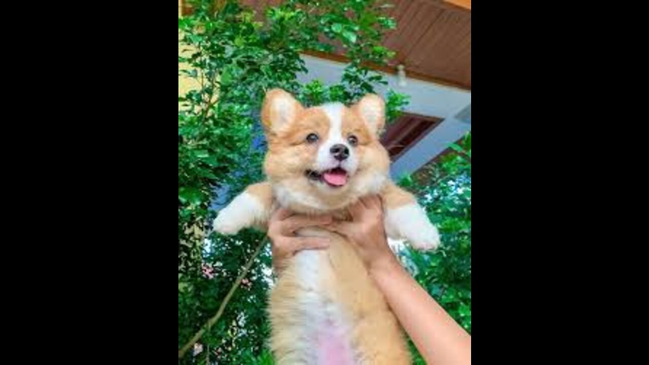 Corgi Are The Best - CUTEST Compilation