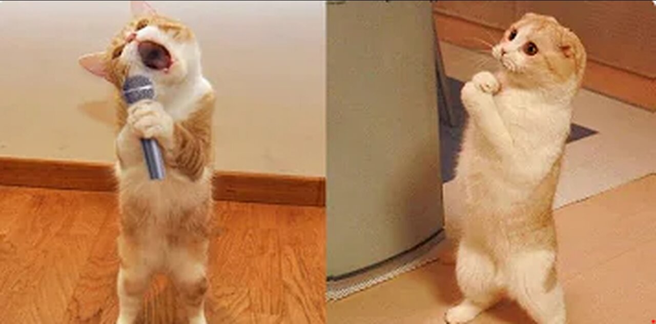 Funniest animal videos