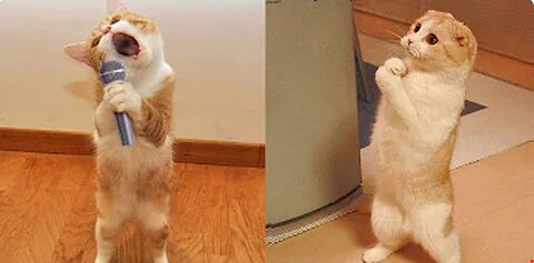 Funniest animal videos