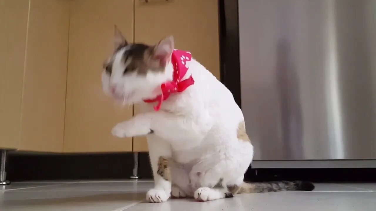 Video Of Funny Cat#shorts