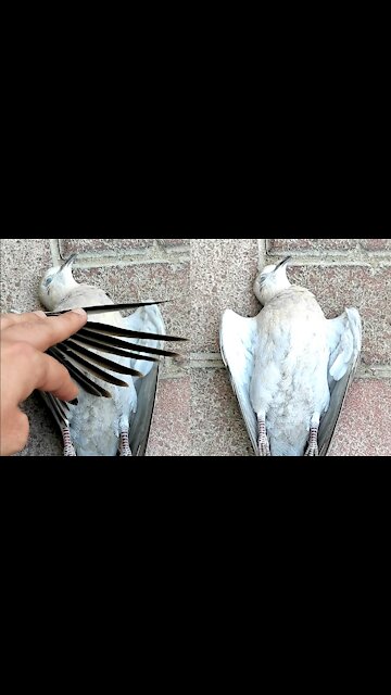 "Very Sad" I am sorry This dead body of innocent bird by the roadside