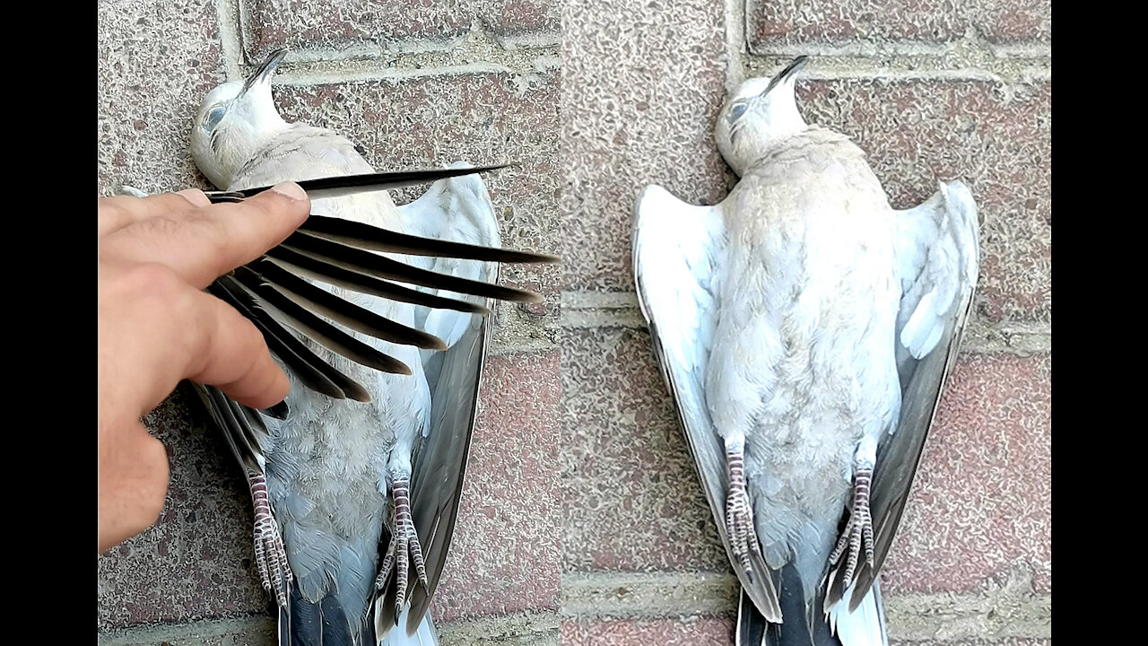 "Very Sad" I am sorry This dead body of innocent bird by the roadside