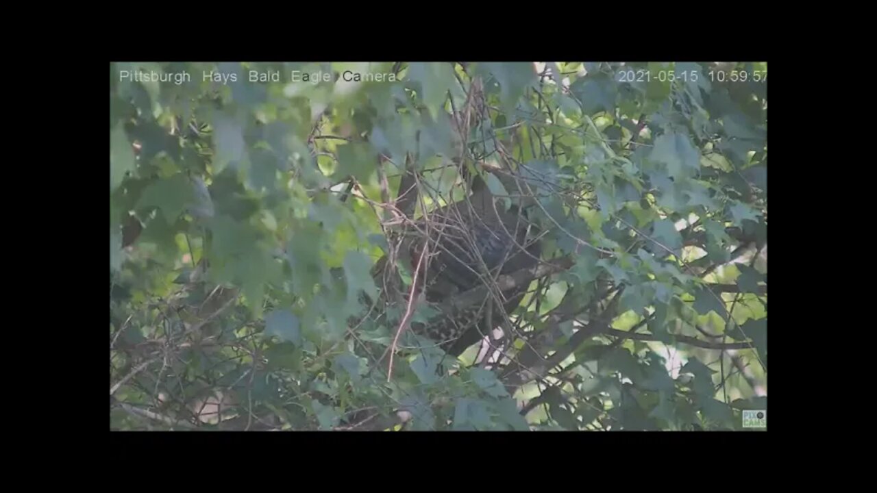 Hays Eagles nest wild Turkey flyby and perching to the left of the nest 5.15.21 10:56AM