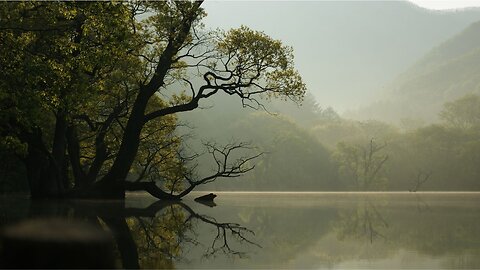 Calming Sound of Rain in Foggy Forest 1 Hour / Rain Drops Falling From Trees