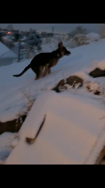 Puppy absolutely loves the snow!