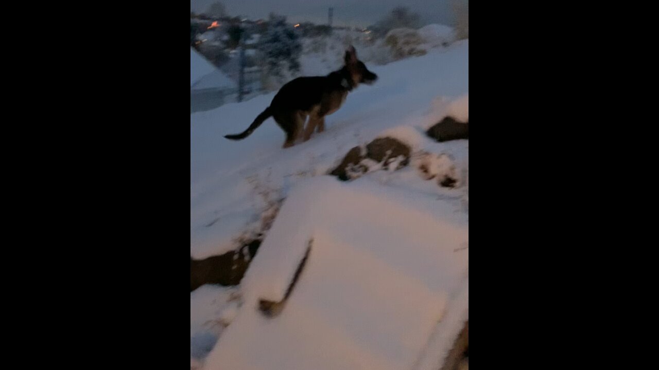 Puppy absolutely loves the snow!