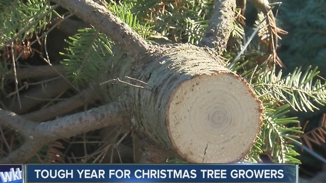 Christmas tree farms challenges this year