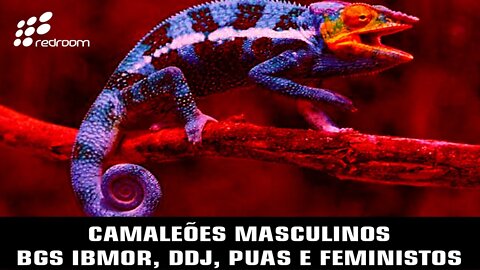 C4M4LEÕE5 MA5CUL1N05 - BGS IBMOR, DDJ, PUAS E FEM1N15T0S (RACCOONING RACCOON)