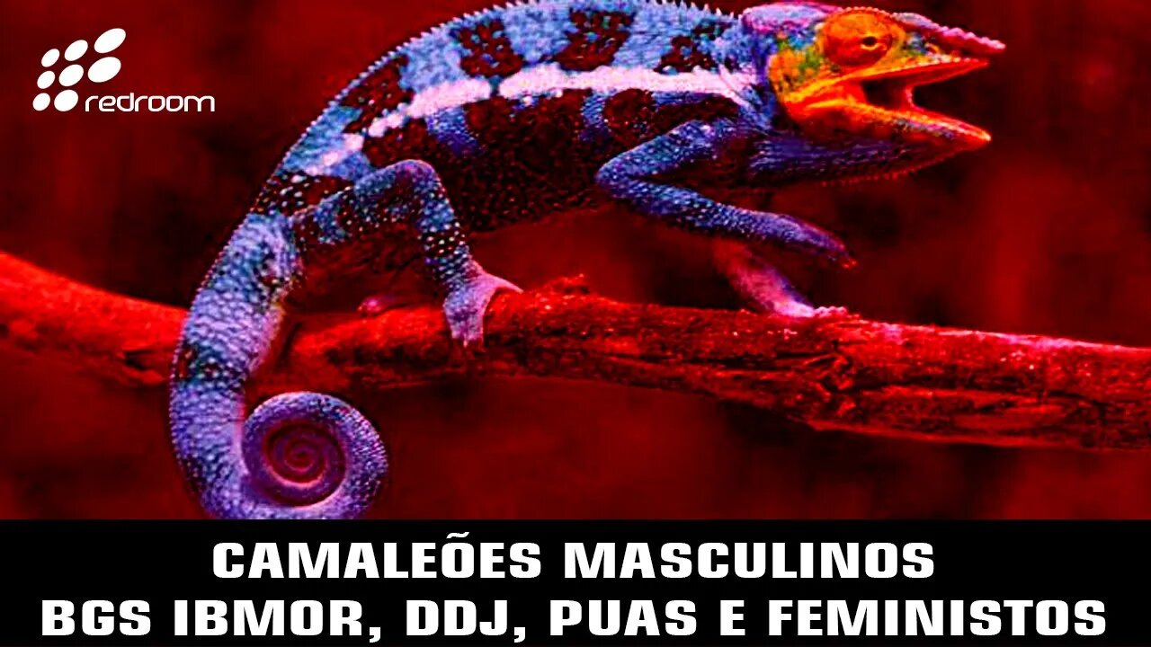 C4M4LEÕE5 MA5CUL1N05 - BGS IBMOR, DDJ, PUAS E FEM1N15T0S (RACCOONING RACCOON)