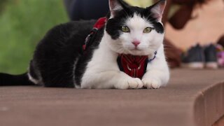 Not your average hike: Colorado Springs family shares cat adventures on social media