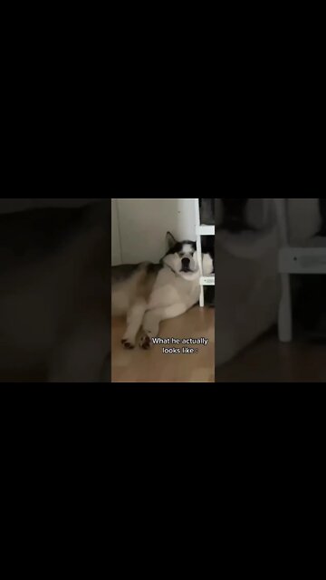 Expectations vs Reality of Huskies