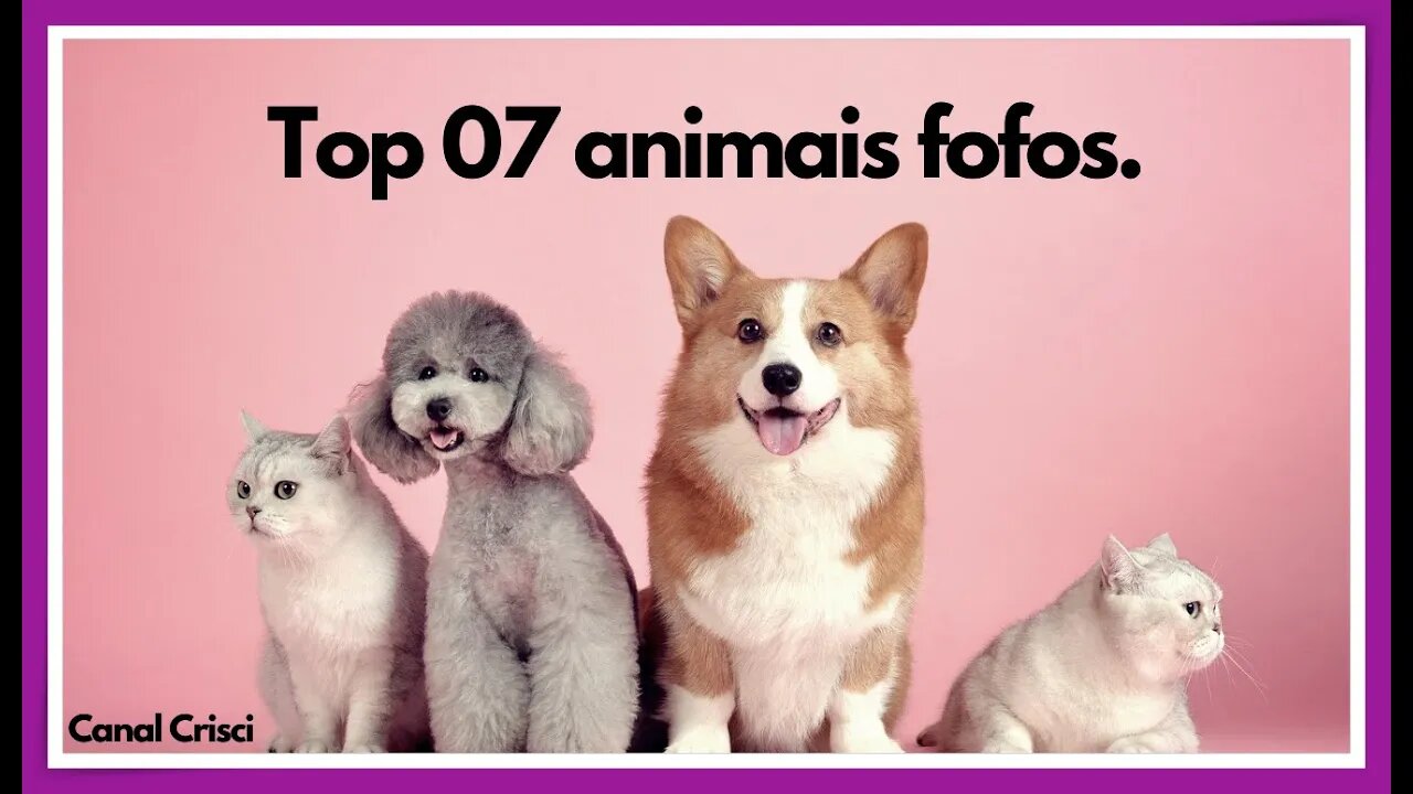 Top 07 animais fofos