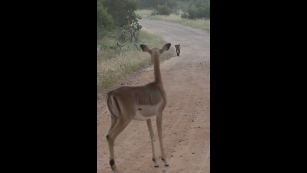 Hyena Meets Impala On The Road