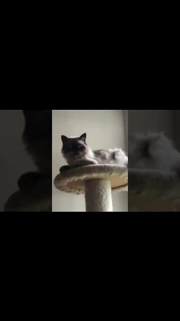 Adorable Cat Misha Hangs Out In A Tree! (2022) #Shorts 😻