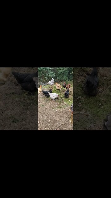 Chickens Love Compost #chickens #chickenshorts #chickenlife #backyardchickens