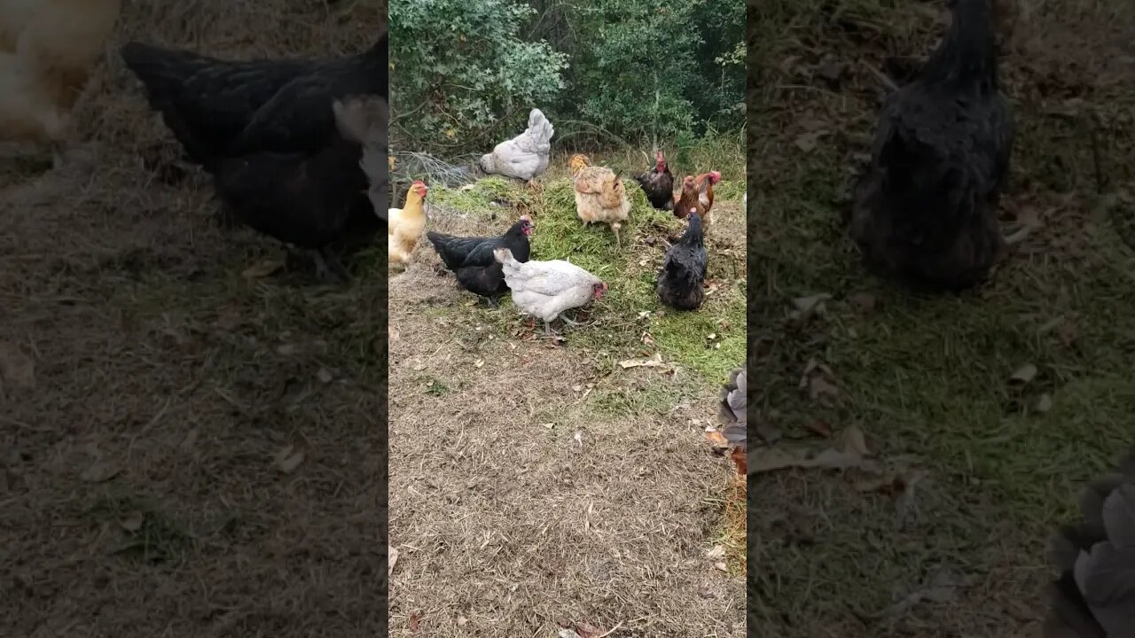 Chickens Love Compost #chickens #chickenshorts #chickenlife #backyardchickens