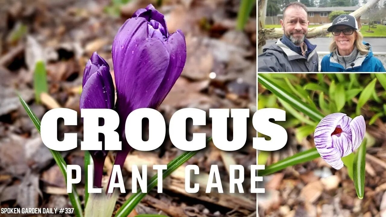 💜 Crocus Care | Growing Crocus - SGD 337 💜