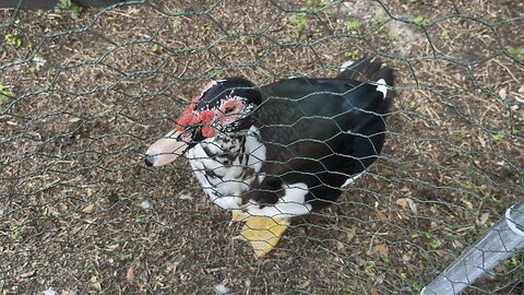 Muscovy Drake Gives His Opinion