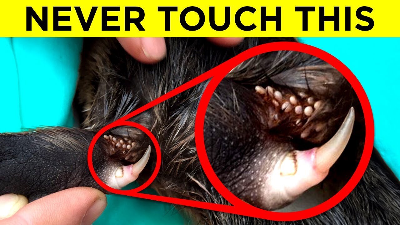 Dangerous Animals You Should NEVER Touch