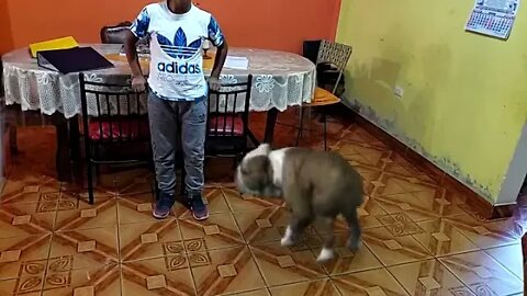 Efectos Especiales: El perrito haciendo travesuras