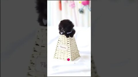 funny cat videos | cute cat videos| cute animals funny cats #shorts #shortsfunny #cutecat #funnycat