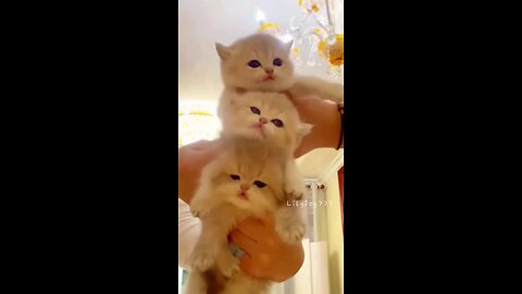 _ 😍caught_a_cute_Little_kitty_meow_kitten😻😻